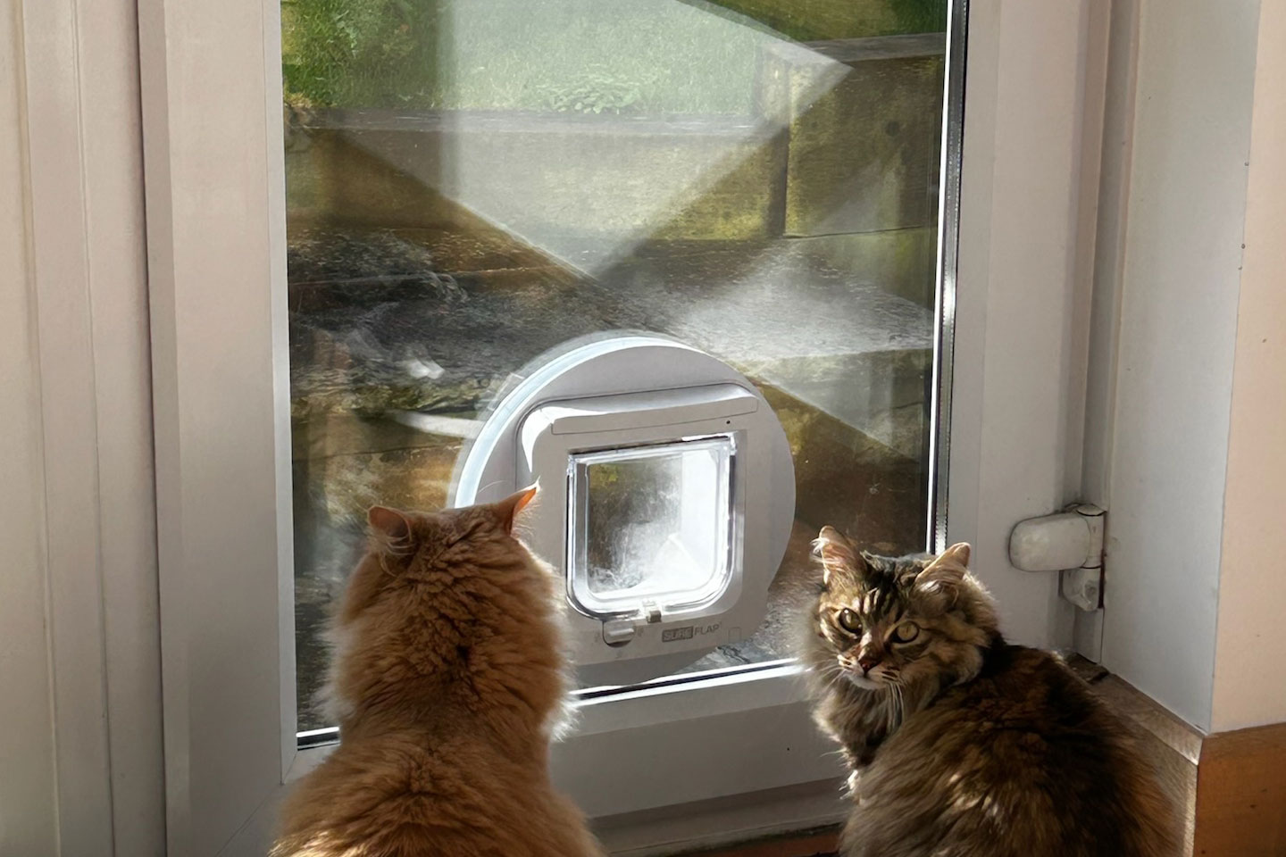 Two cats at a rear door fitted by the team at Woodstock Windows