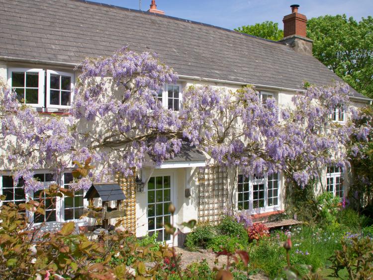 Farm cottage with flush casement windows and wisteria plants