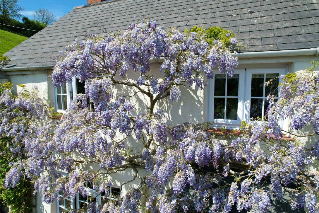 Wisteria covered cottage with white uPVC casement windows